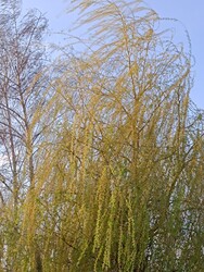 Szeles-napos 1.