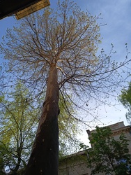 Égigérő fa