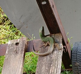 4.Mindjárt eltűnök a fűben....