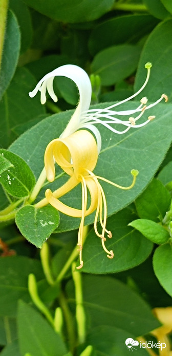 Illatos lonc