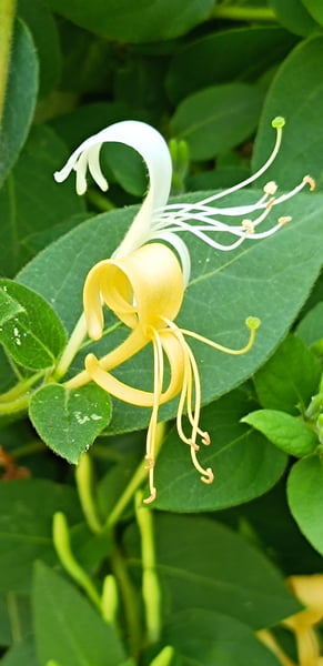 Illatos lonc