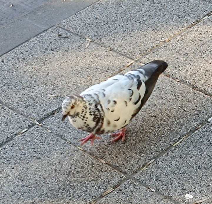 Közelebb megyek,jó?