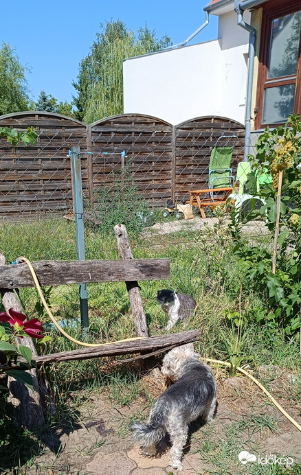 Lesz bunyó-nem lesz bunyó?....