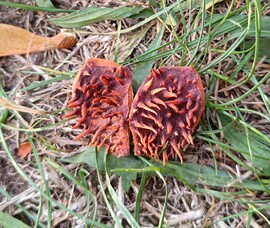 Kis szőrösszívű...