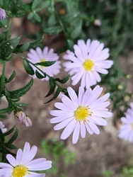 A kert sarkában eldugva...