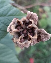 Jé! Egy négylevelű lóhere....