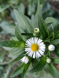 Kerti apróságok 2.