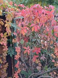 És megint a vadszőlő....