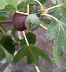 Te még éretlen vagy,kisfiam...