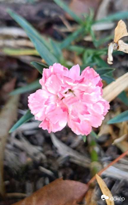 "Nem adom fel,fel,fel..."!  