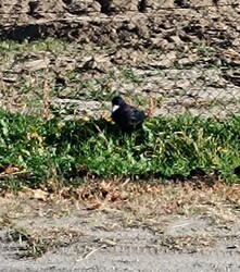 Mit keresel itt,ahol a madár se' jár?