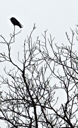 Tipikus novemberi fotó....