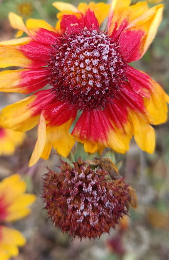 Mostmár nálunk is szórják néha a 