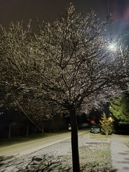 Semmi hó,semmi dér-csak az utcai lámpa világítása...