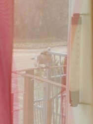 Ablakon,függönyön keresztül fotóztam...