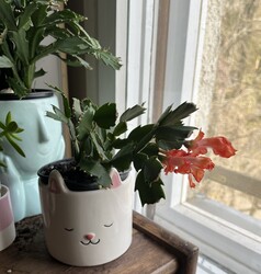 Lányom karácsonyi kaktusz egy kis fáziskéséssel,de szépen virágzik