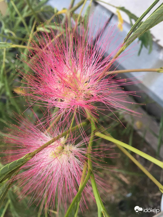 Pontos neve:perzsa selyemakác(férjem fotója)