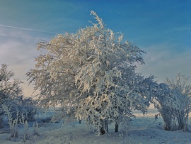 Zúzmarába öltözve