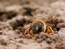 Előbukkanó földi méh 