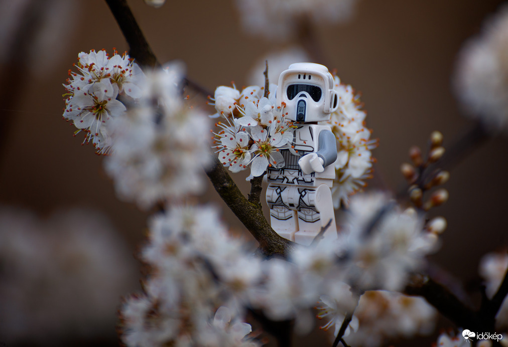 A viráglelkű harcos :D