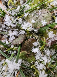 Hókristályok a fűben 