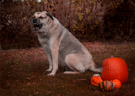 Átérzi a Halloweeni hangulatot 