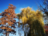 Szentes