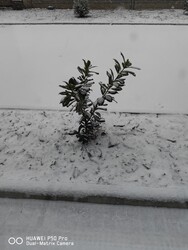 Gyöngyös