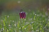 Mocsári kockásliliom-(Fritillaria meleagris)