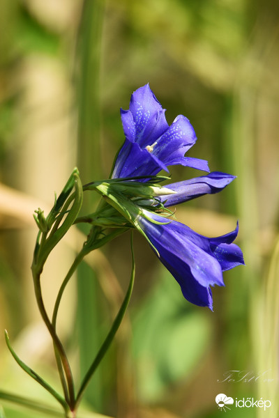 Kornistárnics-más néven tüdőtárnics-(Gentiana pneumonanthe)