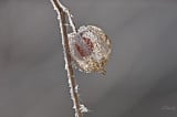 Lampionvirág (Physalis alkekengi)-termése