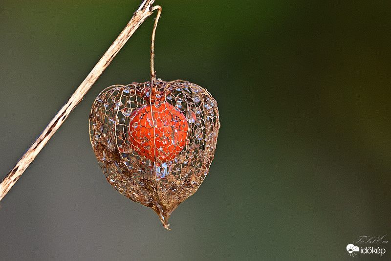  Lampionvirág (Physalis alkekengi)-termése