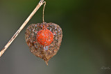  Lampionvirág (Physalis alkekengi)-termése