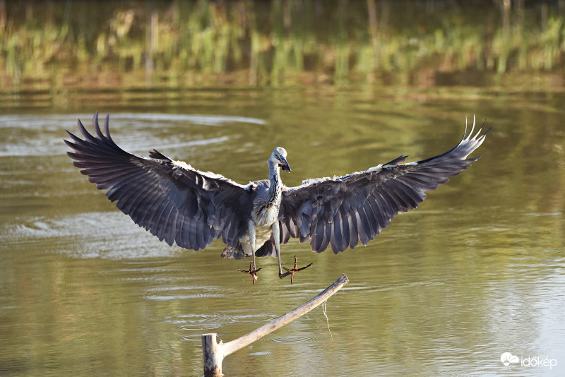 Szürke gém (Ardea cinerea)+harcsa