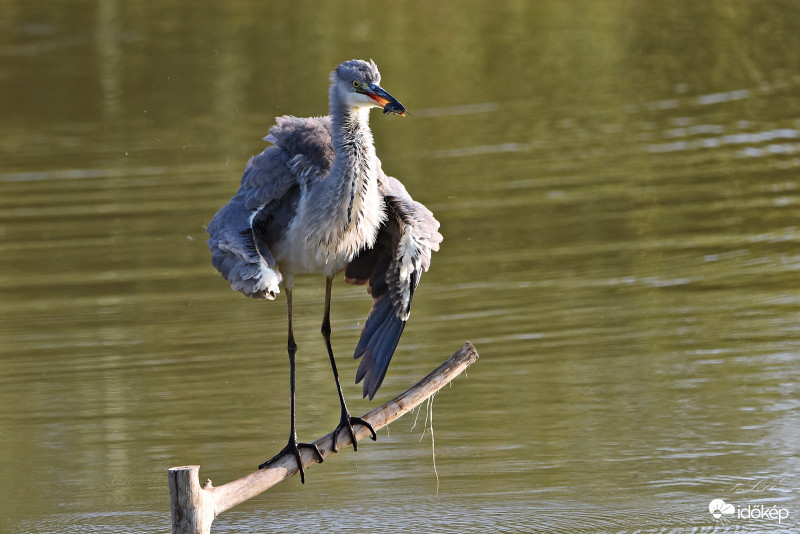 Szürke gém (Ardea cinerea)+harcsa