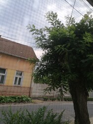Gyula