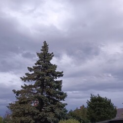 Kiskunhalas