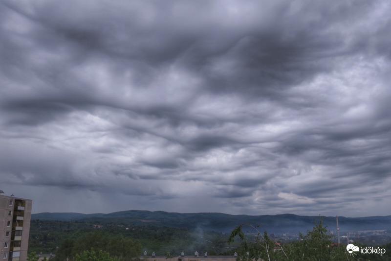 Undulatus asperatus