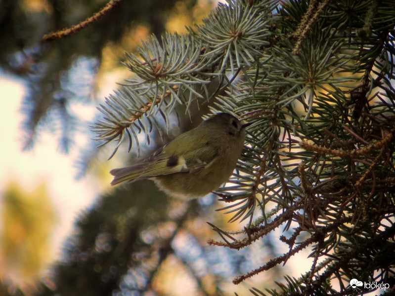 Bújkáló királyka