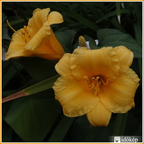 Liliom