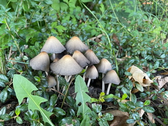 Tintagomba csoport