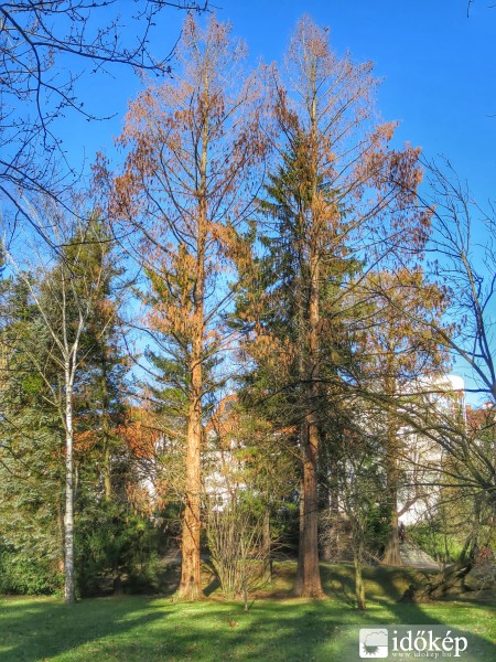 Kínai mammutfenyők