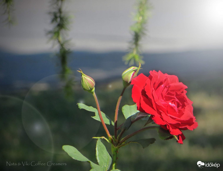 Az utolsó rózsaszál