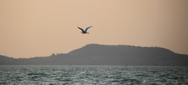 Balaton