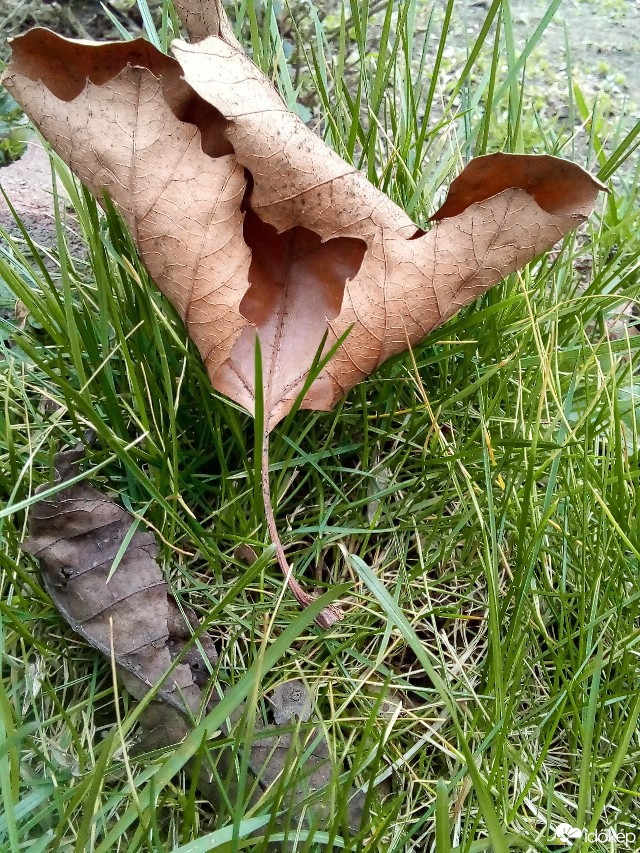 Nyírbátor