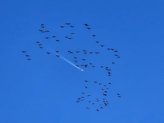 Darvak Veszprémből. 