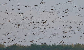 Balmazújváros határában