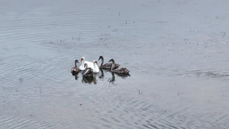 Családi kupaktanács