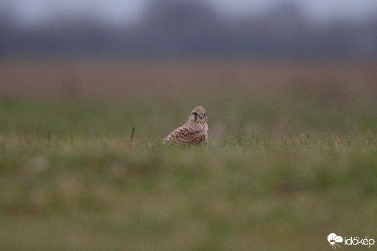 Vörösvércse a gyepen