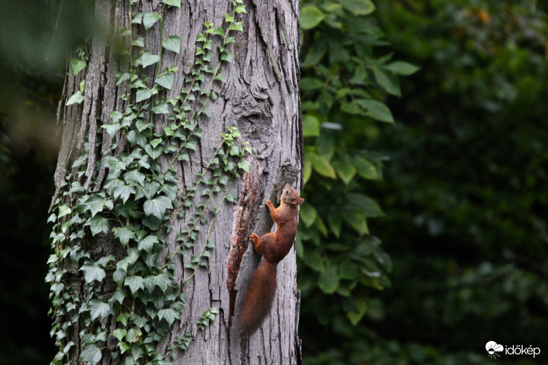 Kámoni arborétum egyik mókusa